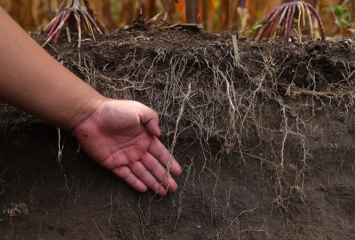 在遼寧省鐵嶺縣蔡牛鎮(zhèn)，張莊玉米合作社的農(nóng)民向外地農(nóng)民介紹黑土地保護(hù)和玉米秸稈還田情況（2023年9月26日攝）。新華社記者 楊青 攝