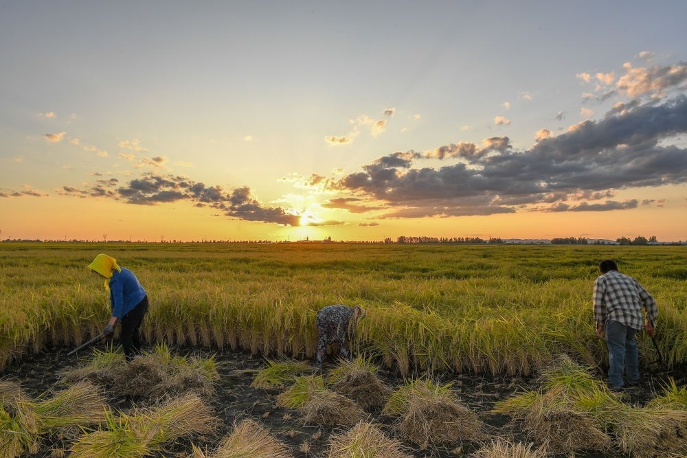 農(nóng)民在吉林省吉林市永吉縣萬昌鎮(zhèn)花家村收割水稻（2023年9月12日攝）。新華社記者 張楠 攝