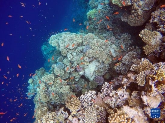  這是10月2日在埃及西奈半島達(dá)哈布藍(lán)洞內(nèi)拍攝的珊瑚和魚類。新華社記者 隋先凱 攝