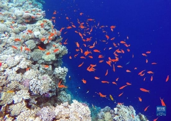  這是10月2日在埃及西奈半島達(dá)哈布藍(lán)洞內(nèi)拍攝的珊瑚和魚類。新華社記者 隋先凱 攝