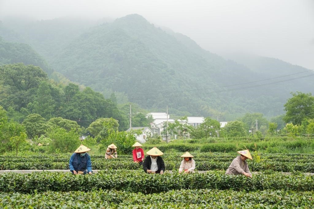 2022年5月11日，村民在大灣村生態(tài)茶園內(nèi)采摘茶葉。新華社記者杜宇攝