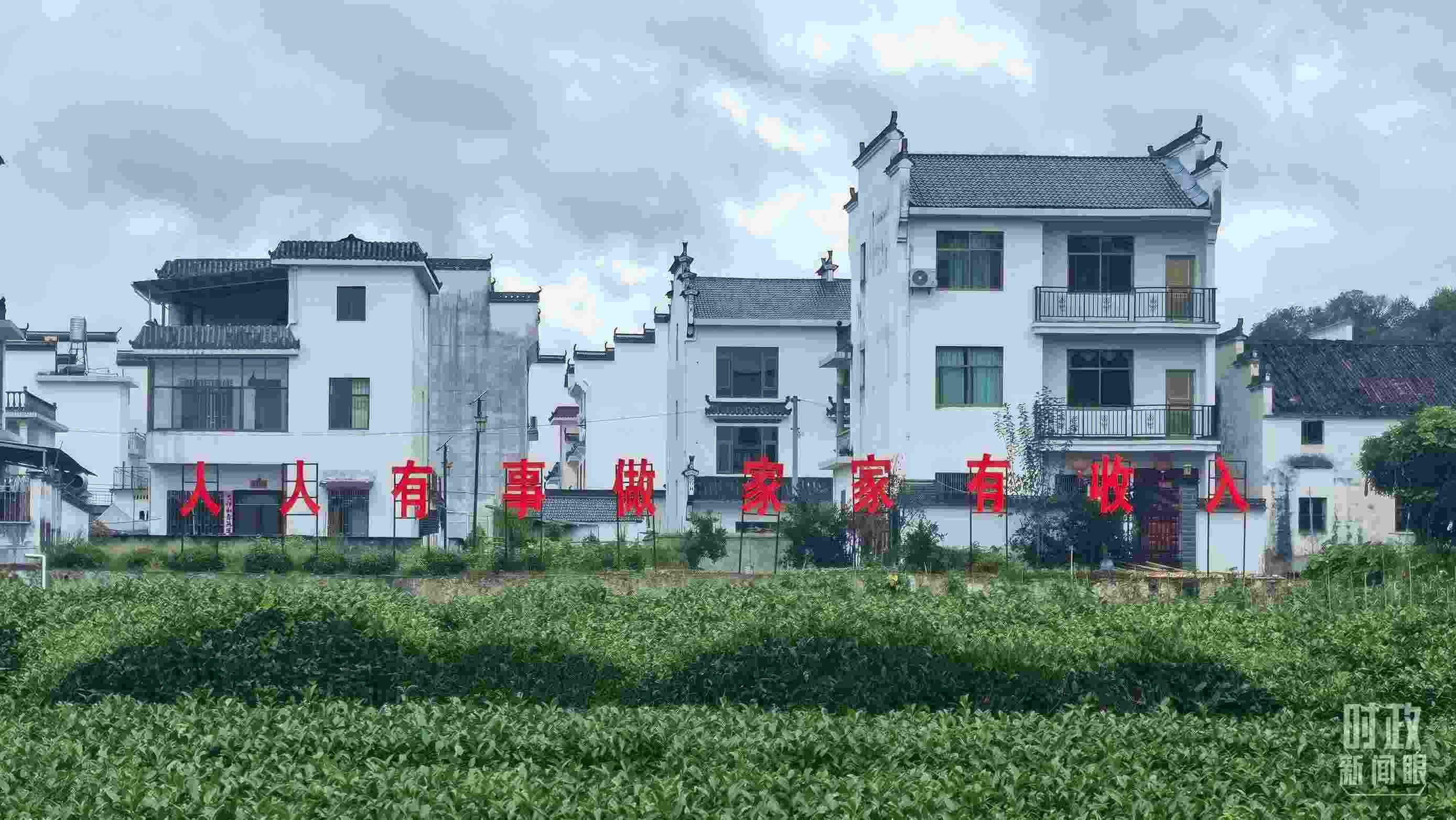 △石門(mén)村村民種植的茶葉。（總臺(tái)央視記者賈林拍攝）