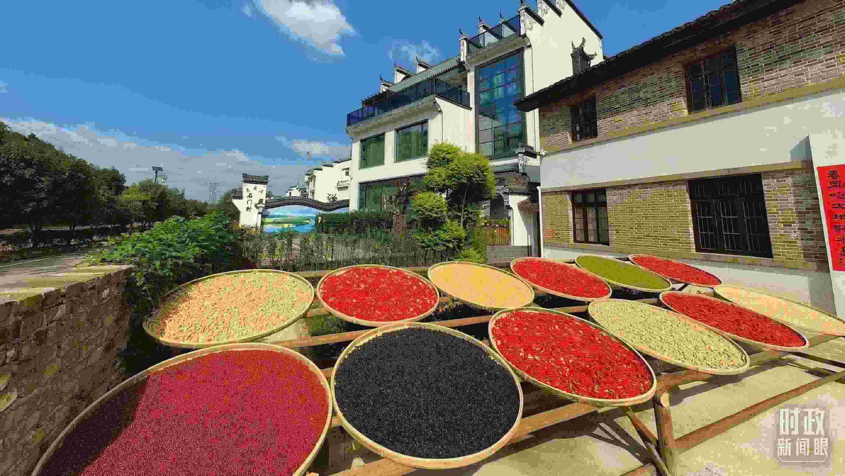 △曬秋農(nóng)俗成為婺源鄉(xiāng)村的一道美麗風(fēng)景。（總臺(tái)央視記者段德文拍攝）