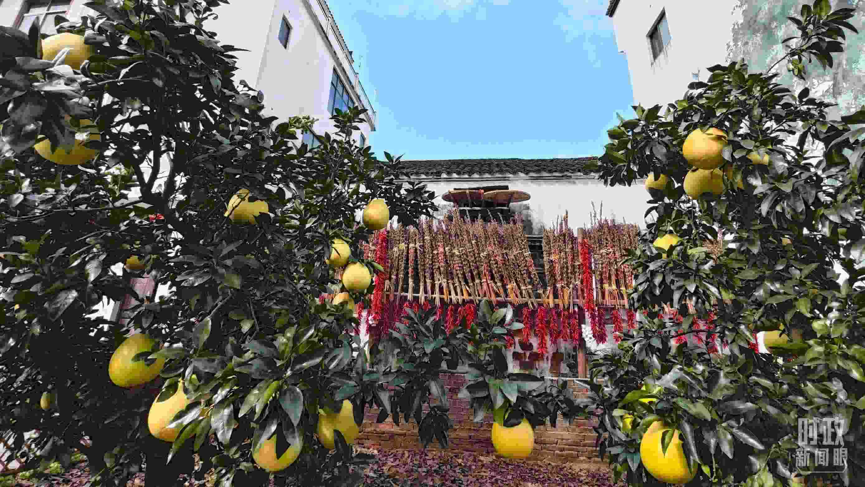 △石門(mén)村農(nóng)家小院里碩果累累。（總臺(tái)央視記者許永松拍攝）