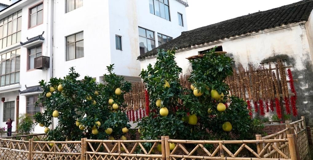 近日在江西省上饒市婺源縣秋口鎮(zhèn)王村石門自然村拍攝的馬家柚。新華社記者 胡晨歡 攝