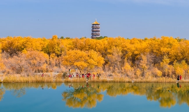 胡楊林金碧耀眼。蘭州局集團(tuán)公司融媒體中心供圖