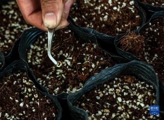 云南錦科花卉工程研究中心里已經(jīng)發(fā)芽的太空種子（4月3日攝）。