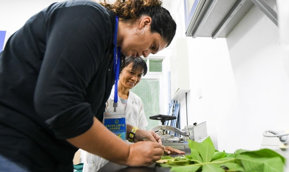 9月17日，來自哥倫比亞的研修班學員埃文·奧拉亞（左）在中國專家的指導下學習實操木薯組培快速繁育技術。