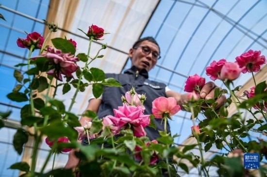 在云南省安寧市現(xiàn)代農(nóng)業(yè)園區(qū)玫瑰種植示范園，技術員田連通觀察玫瑰花（10月20日攝）。