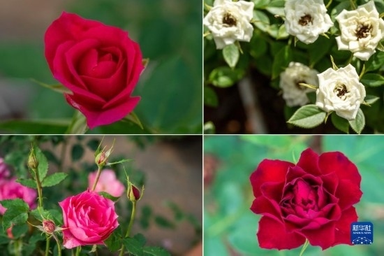 這是云南省安寧市現(xiàn)代農(nóng)業(yè)園區(qū)玫瑰種植示范園里玫瑰新品種的拼版照片。