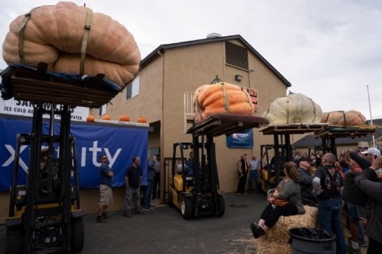  10月9日，在美國加利福尼亞州圣馬特奧縣半月灣舉行的南瓜稱重大賽現(xiàn)場，人們圍觀參賽的南瓜。新華社發(fā)（李建國攝）
