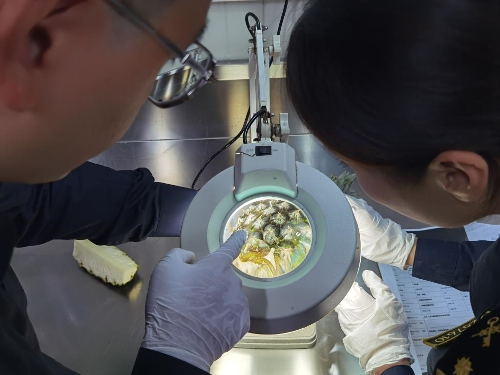 11月3日，上海海關(guān)關(guān)員對(duì)首批入境中國(guó)、參展第六屆進(jìn)博會(huì)的貝寧菠蘿進(jìn)行檢驗(yàn)檢疫。新華社記者 吳宇 攝