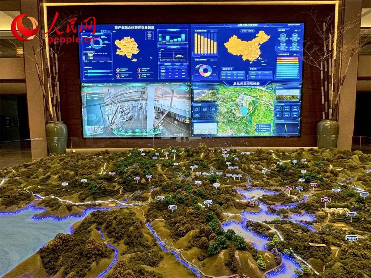 品品香白茶產(chǎn)業(yè)園信息中心數(shù)智化大屏。人民網(wǎng)記者 劉微攝