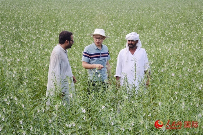 中巴經(jīng)濟(jì)走廊農(nóng)業(yè)合作中心負(fù)責(zé)人席建龍（中）與巴基斯坦當(dāng)?shù)剞r(nóng)戶在芝麻種植園交流作物生長(zhǎng)情況。人民網(wǎng)記者薩義德·邁赫迪攝