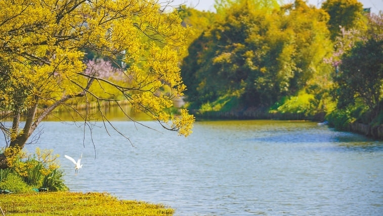  碧波蕩漾 浙江嘉興市海鹽縣望海街道永福社區(qū)荷花池，一汪碧水波光粼粼，風光旖旎。當?shù)厥冀K堅持綠色發(fā)展，促進人與自然和諧共生。 肖弗勒模具（嘉興）有限公司德國籍經理 湯姆·魯特納攝 “當?shù)卮迕窀嬖V我，如今環(huán)境變好了，茶余飯后，大家都會到河邊散散步，欣賞美景，和鄰居聊聊天。我想，好生態(tài)是大自然的饋贈，更是長三角地區(qū)大力治理生態(tài)環(huán)境的結果。希望美麗中國的綠色發(fā)展之路越走越好?！? /></p> <p style=