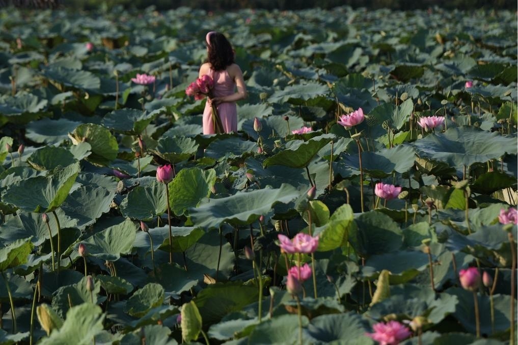 這是2020年7月15日，一名女子在越南首都河內(nèi)西湖畔的荷花叢中留影。