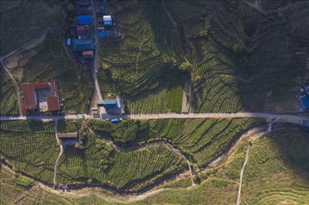 漠源鄉(xiāng)西柚基地。將樂縣農(nóng)業(yè)農(nóng)村局供圖