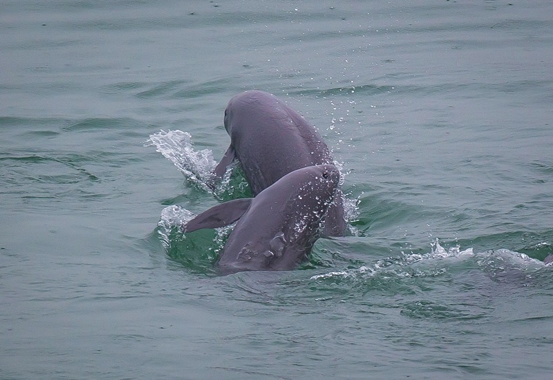 2021年5月10日，在湖北省宜昌市江邊，長(zhǎng)江江豚在水中嬉戲。