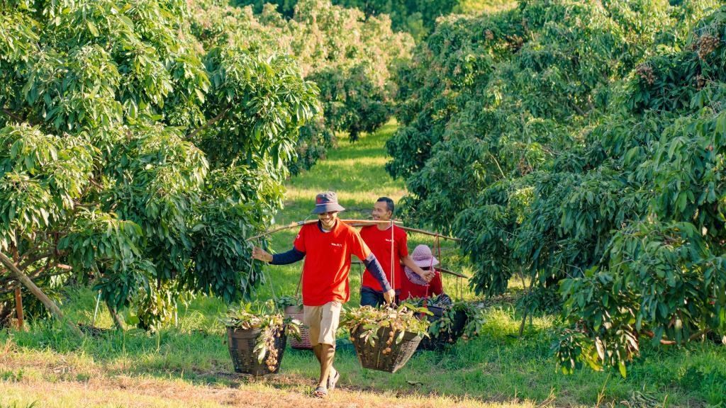 2023年10月，泰國尖竹汶府的龍眼種植園內，采果工人正在運輸新采摘的龍眼。（黎銀成攝 新華社發(fā)）