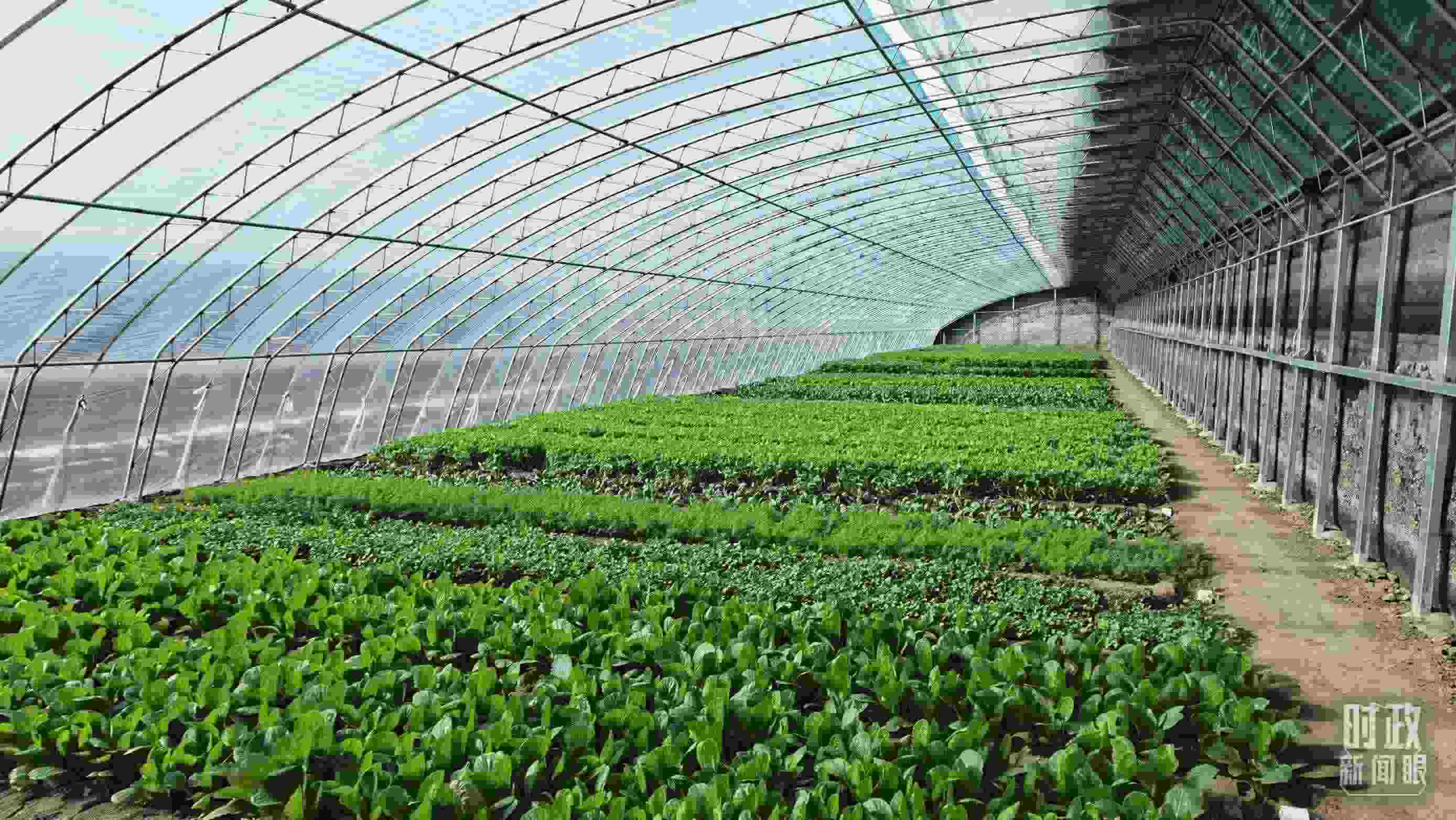 △第六埠村蔬菜大棚。（總臺(tái)央視記者郭鴻拍攝）