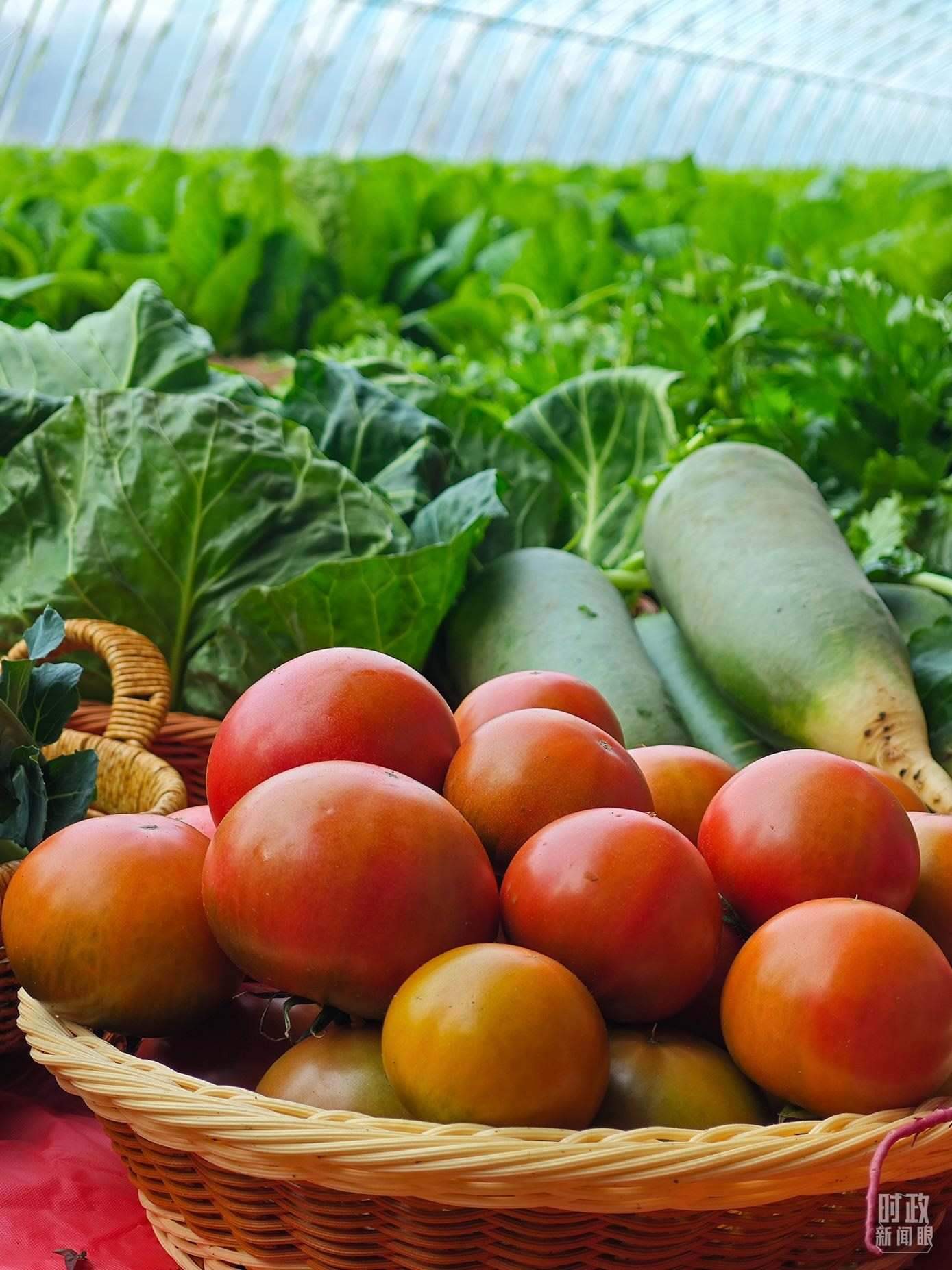 △第六埠村蔬菜大棚，蔬菜收獲頗豐。（總臺(tái)央視記者彭漢明拍攝）