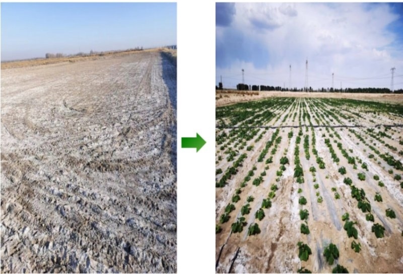 鹽堿地成良田。黃花農(nóng)場供圖