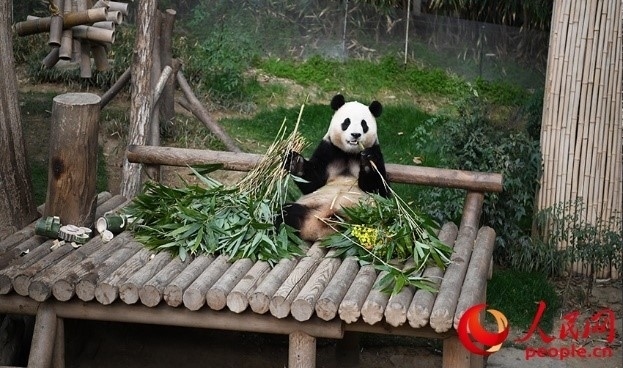 “福寶”享用新鮮的竹子。人民網(wǎng) 李帆攝