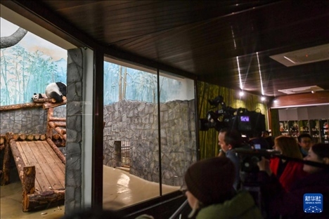 3月8日，人們?cè)诙砹_斯莫斯科動(dòng)物園觀(guān)看大熊貓“喀秋莎”（左）和媽媽“丁丁”。新華社記者 曹陽(yáng) 攝
