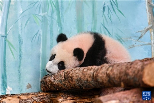 這是3月8日在俄羅斯莫斯科動(dòng)物園拍攝的大熊貓“喀秋莎”。新華社記者 曹陽(yáng) 攝