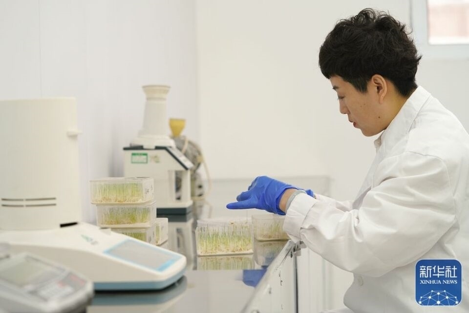 新華全媒+|“大糧倉”黑龍江春耕備耕火熱進(jìn)行