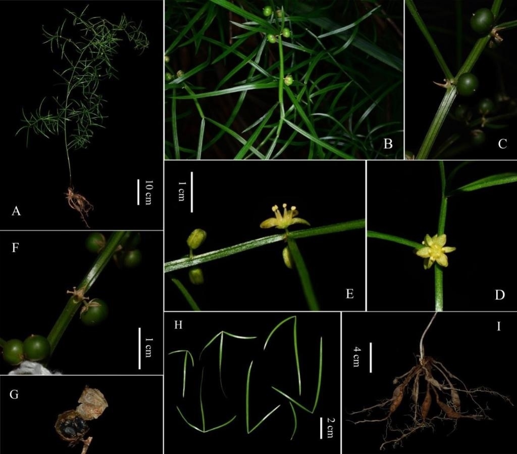 圖為大別山天門(mén)冬的形態(tài)特征。（中國(guó)科學(xué)院武漢植物園供圖）