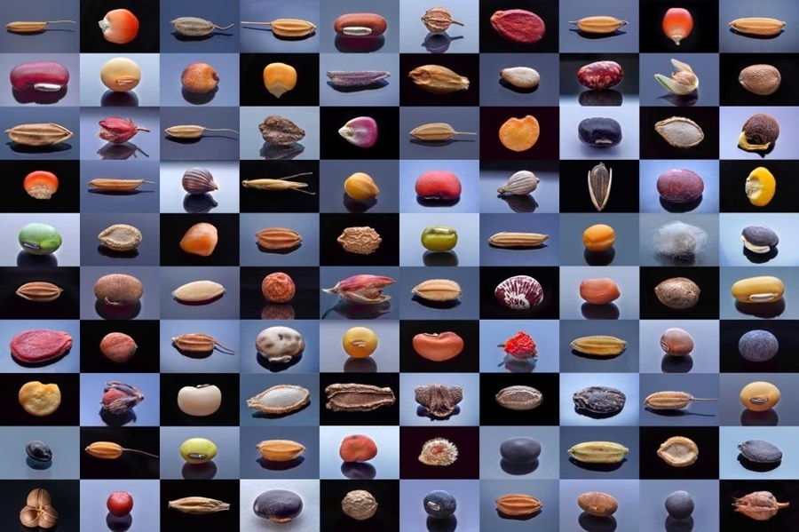 微距鏡頭下，湖南省農作物種質資源庫的種子千姿百態(tài)（100個種子拼版照片）。