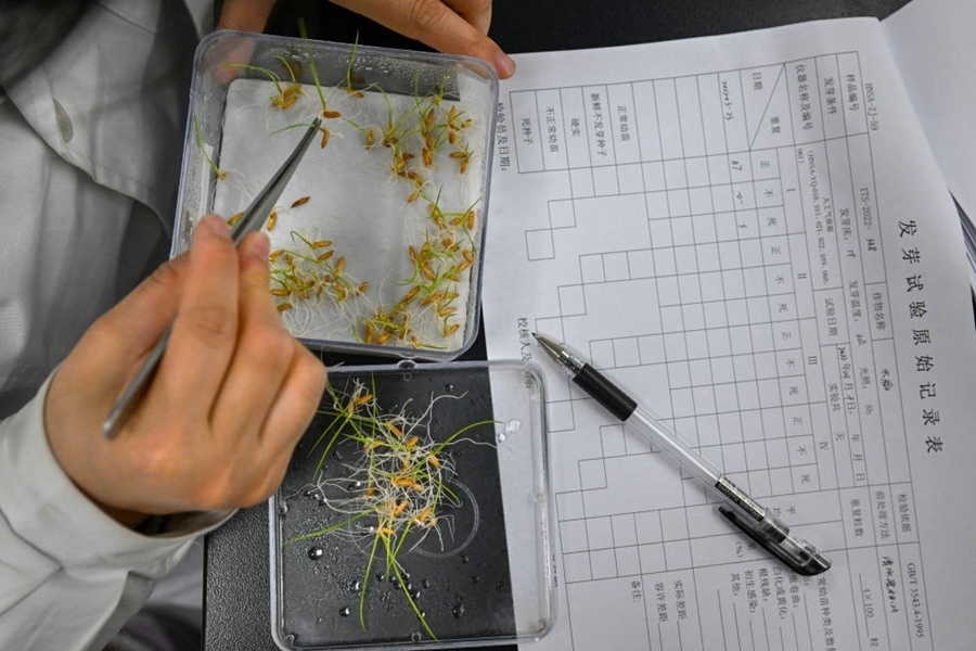 2022年3月23日，在湖南省農作物種質資源庫實驗室，檢測員對保存的水稻種子進行發(fā)芽試驗檢測。