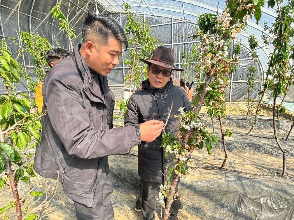 山東援藏小組及技術(shù)人員在大棚查看果蔬長(zhǎng)勢(shì)。（受訪者供圖）