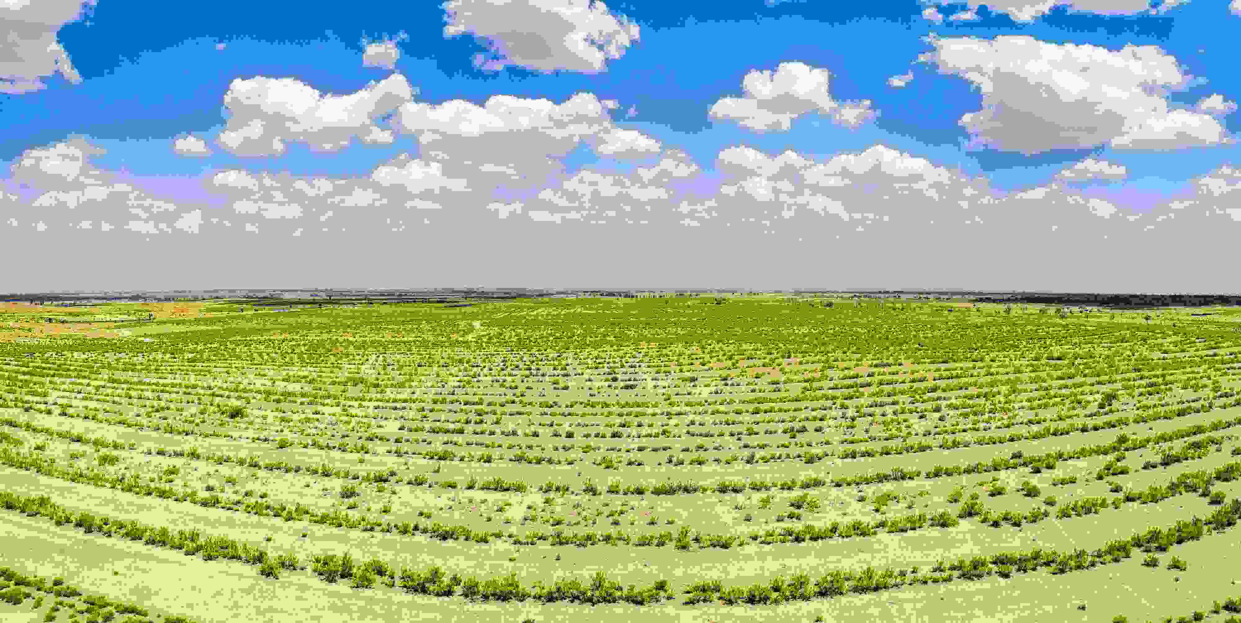 2023年6月7日，內(nèi)蒙古鄂爾多斯，毛烏素沙漠。