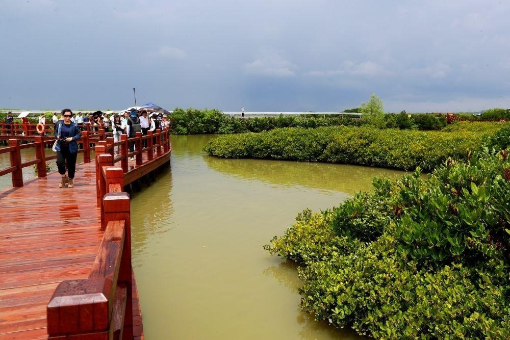 △2023年6月13日，人們?cè)趶V東湛江市麻章區(qū)金牛島觀賞紅樹林。