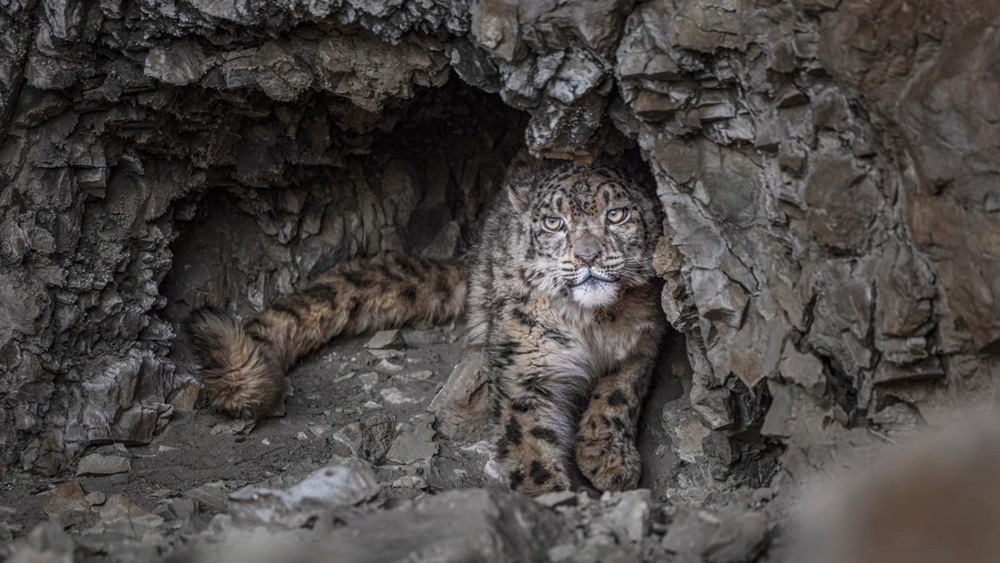 “高原精靈”雪豹。尼瑪多吉攝