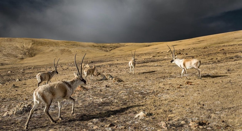 “高原精靈”藏羚羊。尼瑪多吉攝