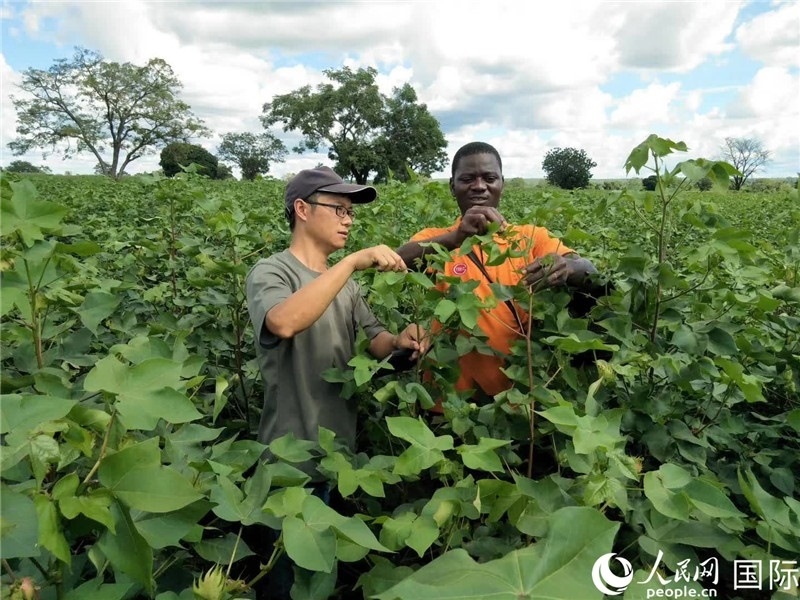 首小勇指導(dǎo)當(dāng)?shù)剞r(nóng)民種植棉花。人民網(wǎng)記者 黃培昭攝