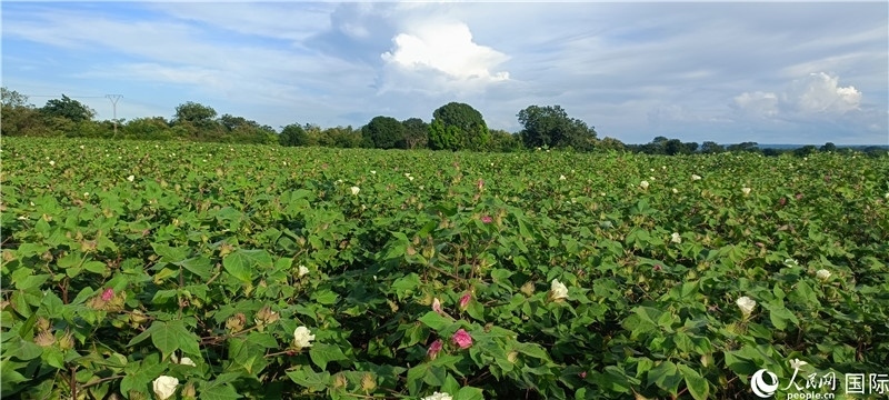 中國技術(shù)培養(yǎng)的當(dāng)?shù)孛藁ㄌ?。人民網(wǎng)記者 黃培昭攝