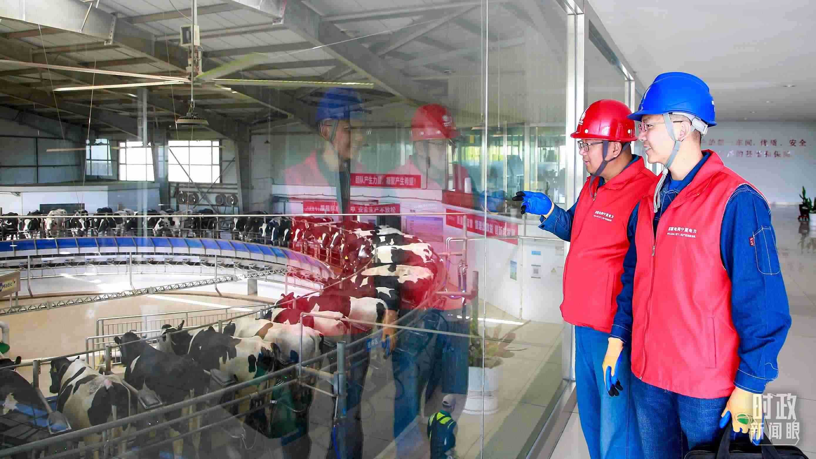  △寧夏銀川，電力員工深入奶牛養(yǎng)殖企業(yè)，助力數(shù)智化養(yǎng)殖。（圖/視覺中國）