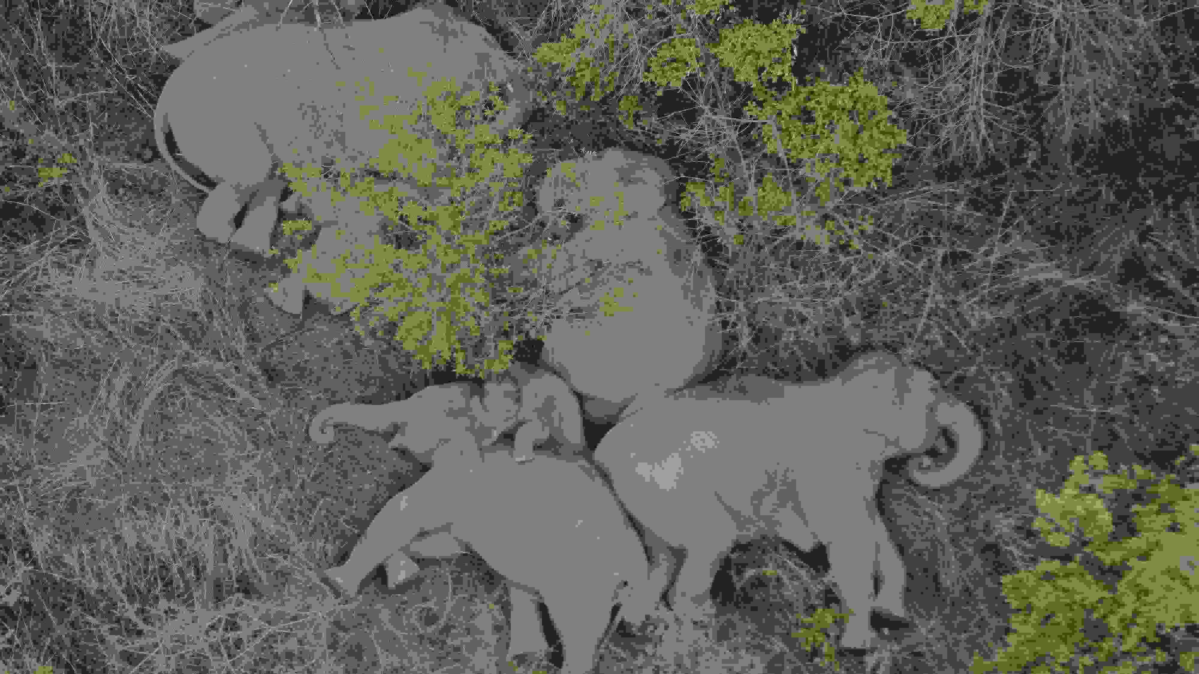 2021年6月7日，航拍顯示亞洲象群在云南省昆明市晉寧區(qū)夕陽(yáng)鄉(xiāng)山林地里睡覺(jué)休息。