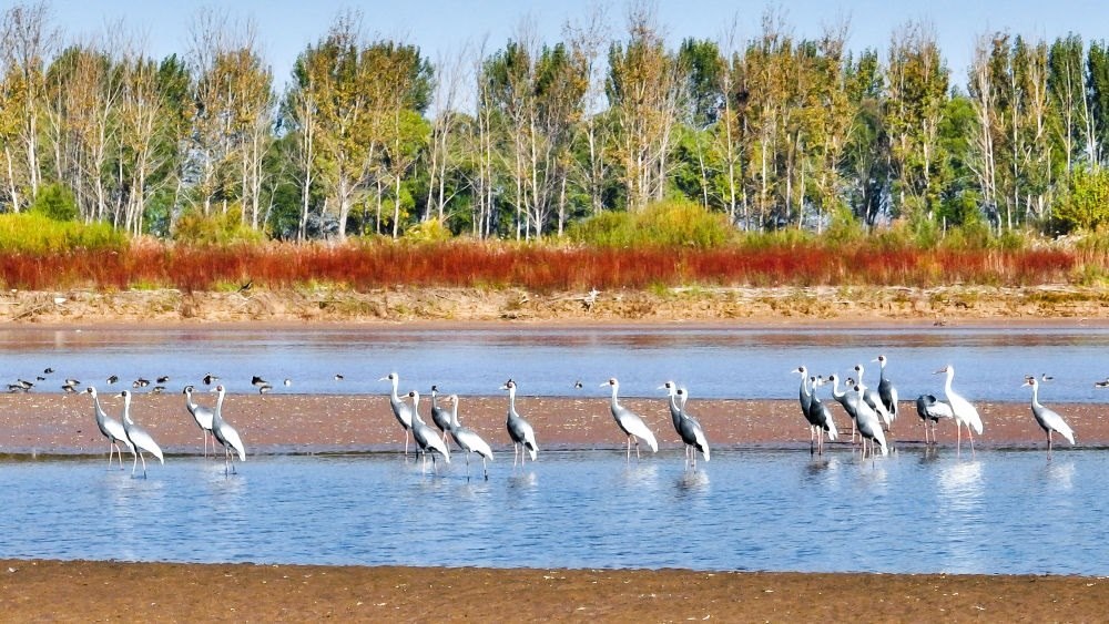 在山東黃河三角洲國(guó)家級(jí)自然保護(hù)區(qū)拍攝的白枕鶴（2022年10月18日攝）。新華社發(fā)（楊斌 攝）