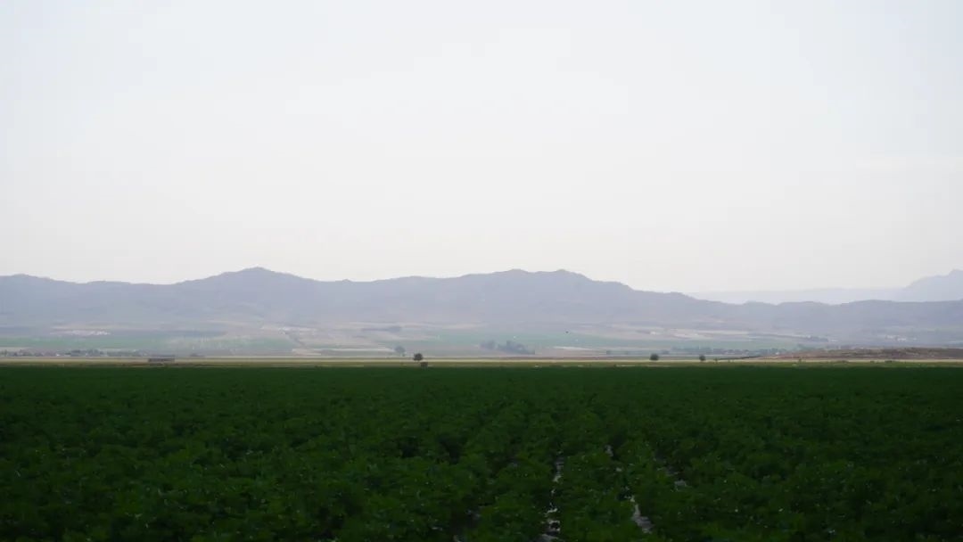 擴列孜鎮(zhèn)采用先進滴灌技術的棉田。曲頌攝