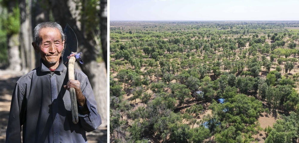 拼版照片：左圖為內(nèi)蒙古鄂托克前旗呼和陶勒蓋嘎查的牧民曹扎娃出門勞作（2023年6月14日攝）；右圖為曹扎娃的承包地（2023年6月14日攝，無人機(jī)照片）。20世紀(jì)80年代，在毛烏素沙地中，曹扎娃主動(dòng)承包了2300多畝沙地。這么多年來，曹扎娃堅(jiān)持種樹治沙，最終將沙地變成了林海。新華社記者 劉磊 攝