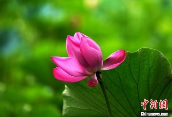 6月19日，時值一年畢業(yè)季，四川大學(xué)望江校區(qū)荷花池里的荷花盛開，成為了畢業(yè)生們的打卡圣地，吸引了眾多畢業(yè)生拍照留念。圖為盛開的荷花。中新社記者 安源 攝