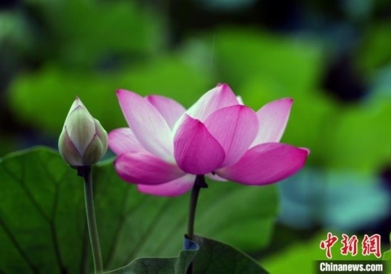 6月19日，時值一年畢業(yè)季，四川大學(xué)望江校區(qū)荷花池里的荷花盛開，成為了畢業(yè)生們的打卡圣地，吸引了眾多畢業(yè)生拍照留念。圖為盛開的荷花。中新社記者 安源 攝