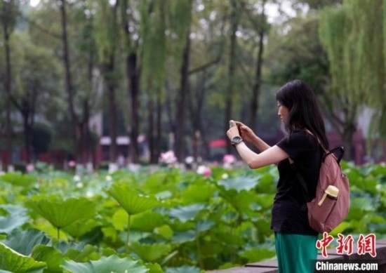 6月19日，時值一年畢業(yè)季，四川大學(xué)望江校區(qū)荷花池里的荷花盛開，成為了畢業(yè)生們的打卡圣地，吸引了眾多畢業(yè)生拍照留念。圖為畢業(yè)生在荷花池邊拍照留念。中新社記者 安源 攝