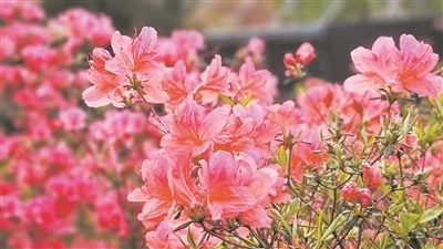 井岡山大學(xué)北區(qū)的生物園內(nèi)，一叢叢映山紅競相怒放。井岡山大學(xué)供圖