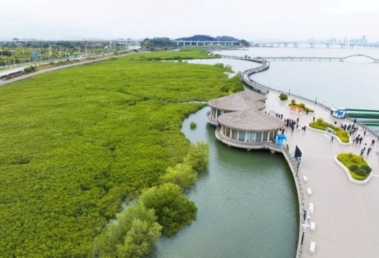 2024年1月23日拍攝的廈門市翔安區(qū)下潭尾紅樹林公園（無人機照片）。新華社記者 林善傳 攝
